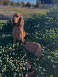 Pack arnes marrón pana