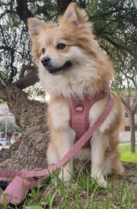 Pack body y pack trail pana