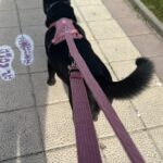 LovelyGolden - Imagen de producto