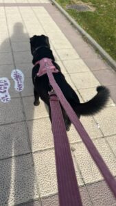 Correa, arnés y porta bolsas de pana rosa