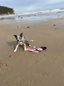 Collar, correa y portabolsaa