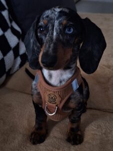 Pack Arnés Pana marrón