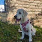 LovelyGolden - Imagen de producto