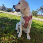 LovelyGolden - Imagen de producto