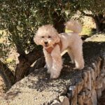LovelyGolden - Imagen de producto