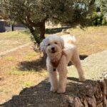 LovelyGolden - Imagen de producto