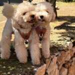 LovelyGolden - Imagen de producto