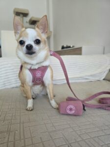 Conjunto de pana rosa